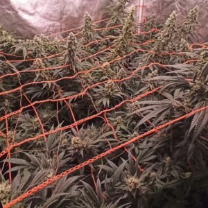 Redes Scrog